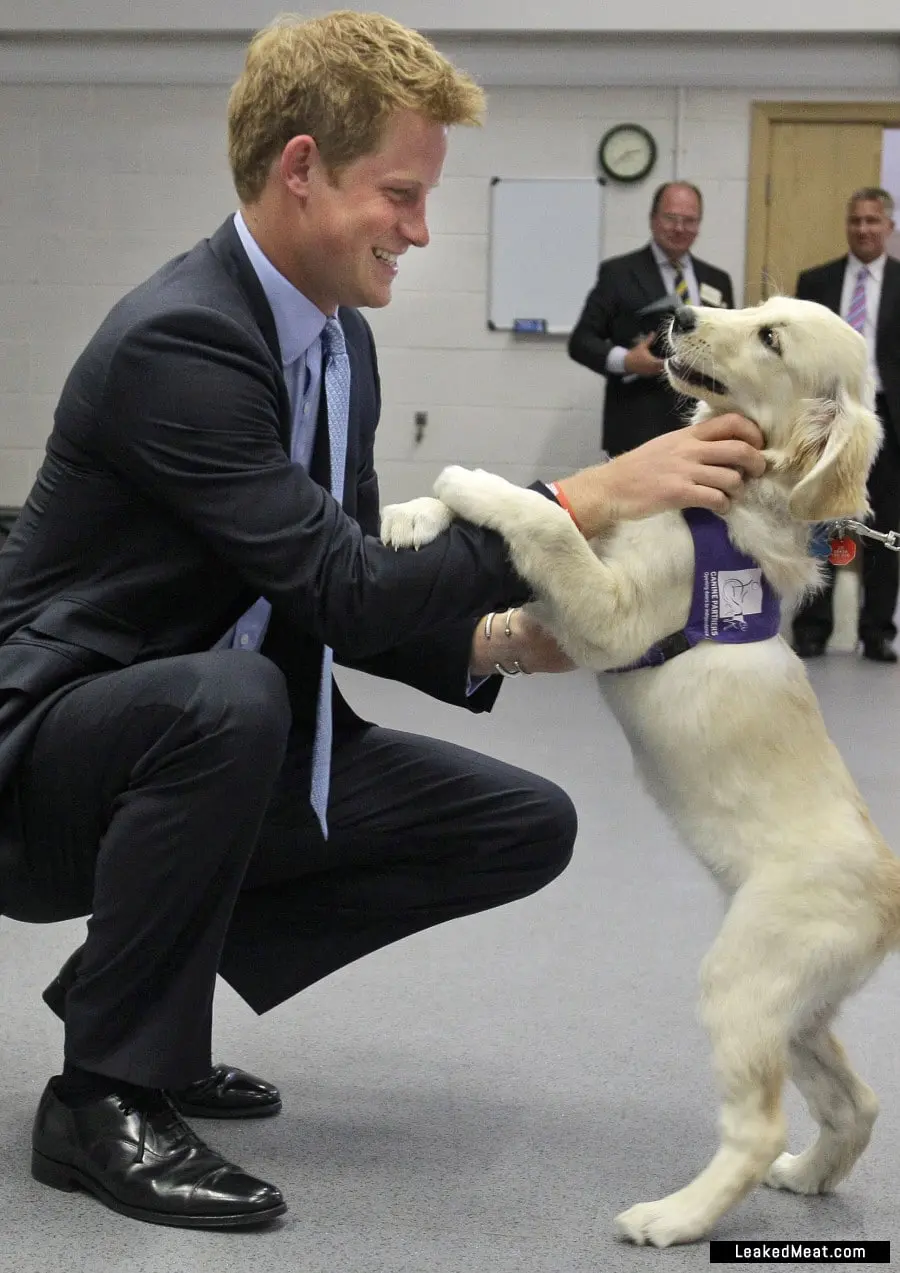 Prince Harry and service dog